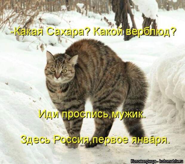 Свежая котоматрица (33 фото)
