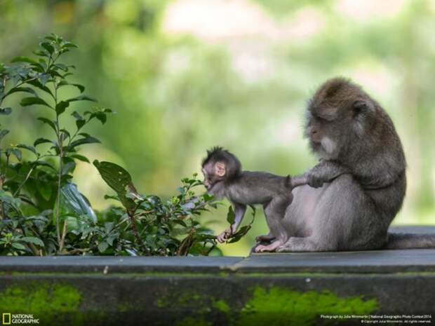 Лучшие фотографии National Geographic ноября 2014 (10 фото)