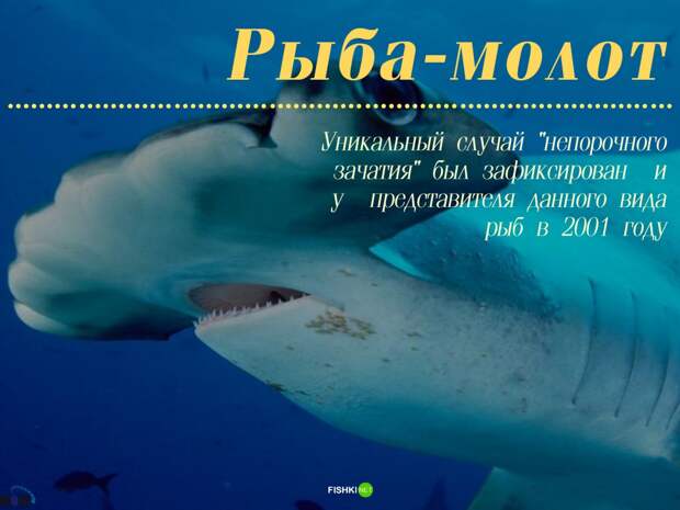 Мужики не нужны: 10 примеров из живой природы Зачатие, без самцов, живая природа, партеногенез, потомство