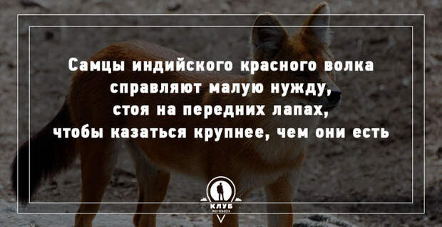 15 удивительных фактов о животных 15 удивительных фактов о животных животные, факты