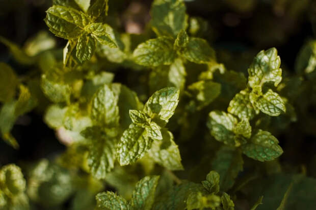 Мелисса: лимонный эликсир от меланхолии до деменции