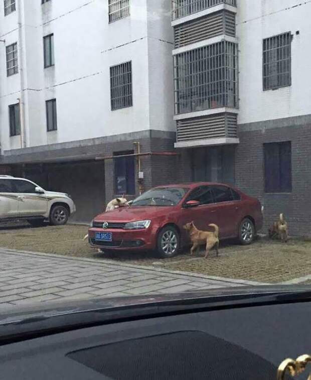 собаки покусали авто китайца