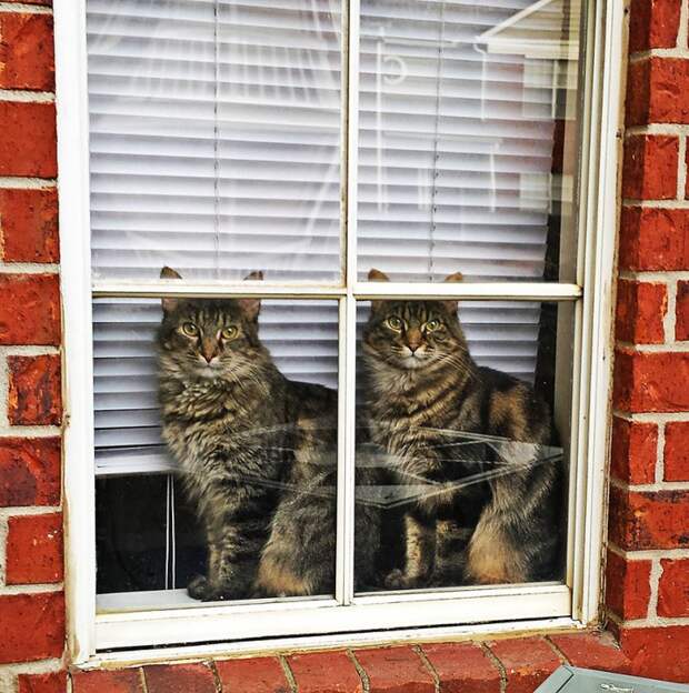 фото животных у окна коты