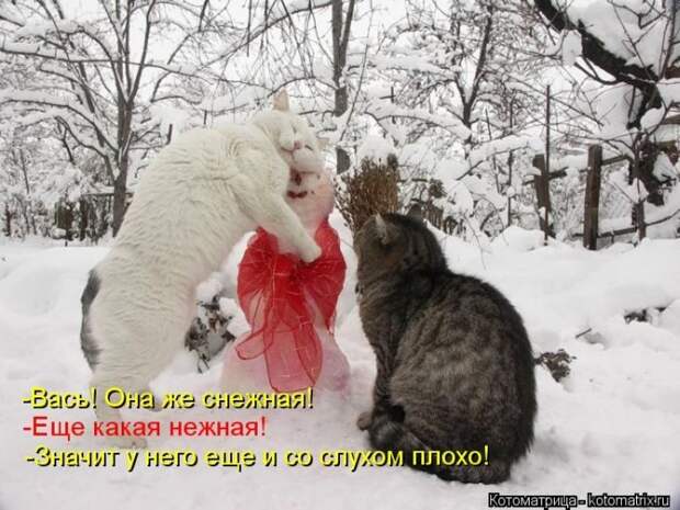 Лучшие котоматрицы недели