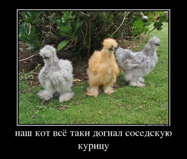 Демотиваторы демотиваторы