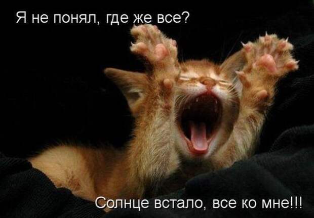 Кошачий фотопост! Кошачий фотопост! коты, юмор