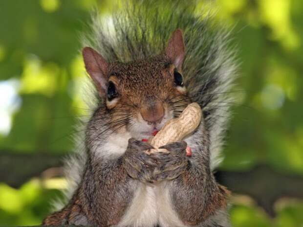 1356549226_funny_animals_02044_013 (700x524, 64Kb)