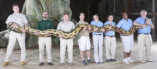 змея Пушистик, самая длинная змея, интересные факты о змеях
