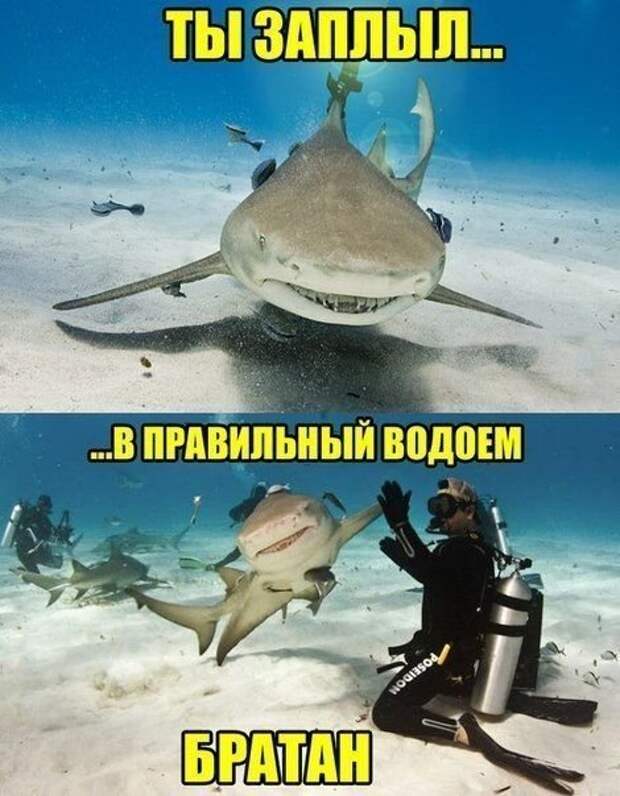 Фотоприколы в ассортименте Фотоприколы в ассортименте