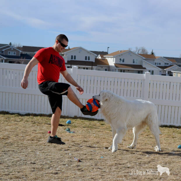 Great Pyrenees