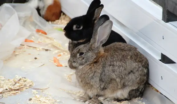 Из-за закрытия челнинского зоопарка психика животных под угрозой