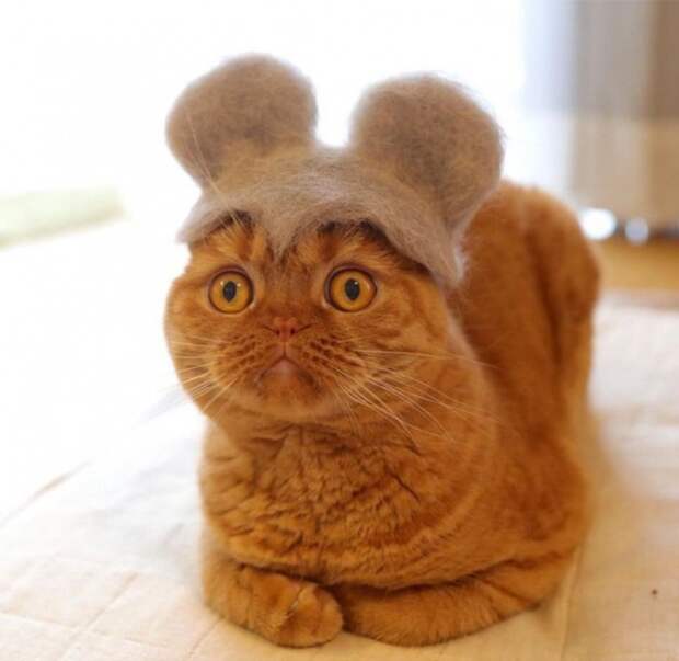 Если коты линяют... (подборка)