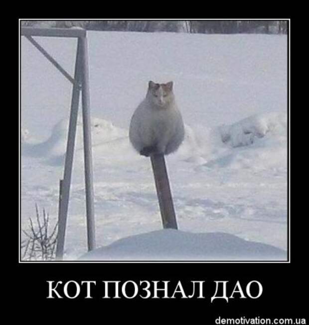 Смешные фразы в демотиваторах высший класс.