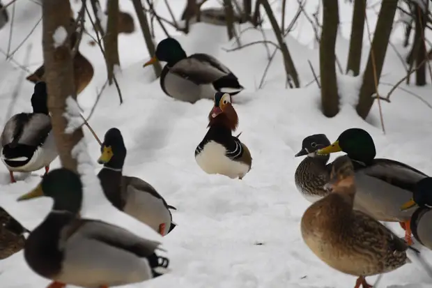 Народные приметы на 11 марта – Птичий день: какое будет лето