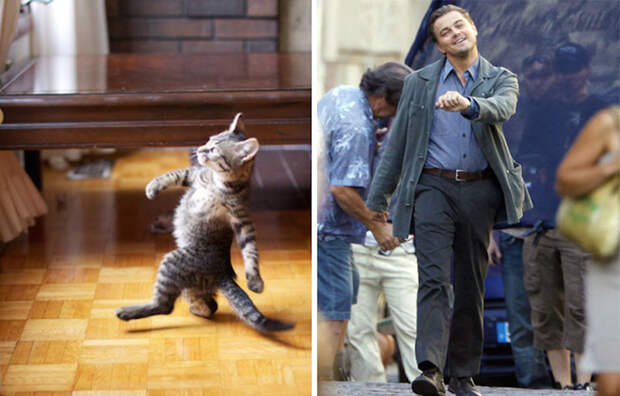 Котенок и Леонардо Ди Каприо. гулять, кошки, фото