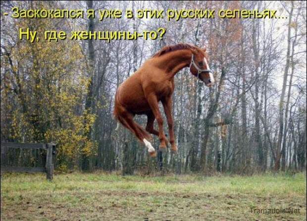 Летняя подборка Котоматриц 2010 - Выпуск 18