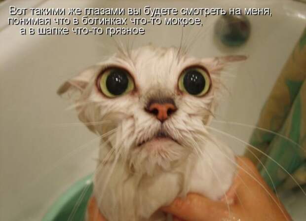 Котоматрица 9