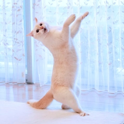 10 клевых фото кота из Японии, который танцует лучше тебя