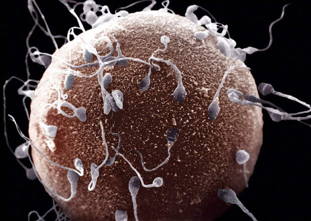 Фотография: 10 фактов о сперме человека №11 - BigPicture.ru