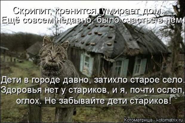 Лучшие котоматрицы недели