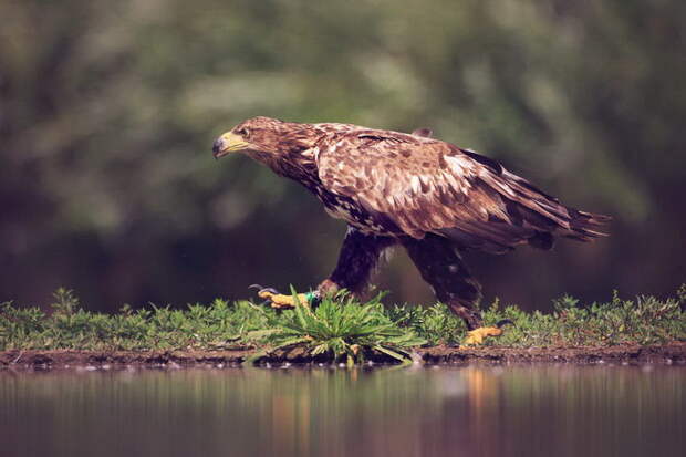 Хищные птицы в редких фотографиях Andreas Hemb