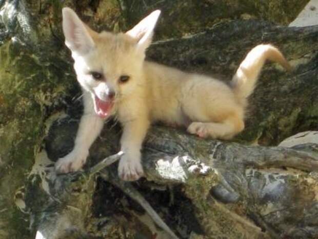 Детеныш фенека. Фото / fennec fox photo 