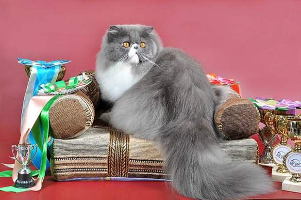 Персидская кошка экстремального типа (Persian Cats Extreme) перс экстремал, фото породы кошек фотография