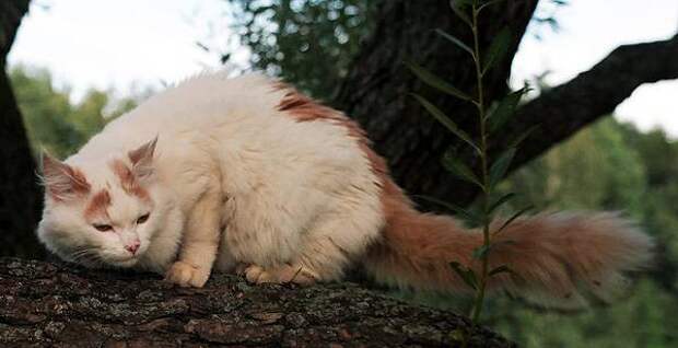 Турецкий ван, фото породы кошек фотография