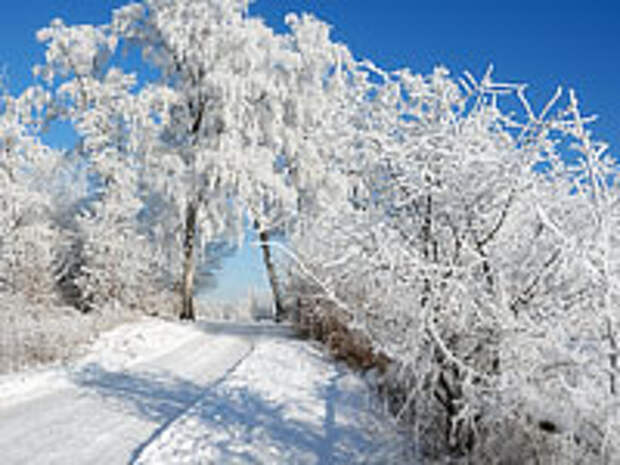 обои