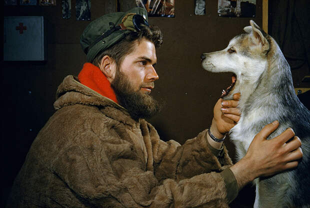 17. Мужчина проверяет зубы 10-месячного щенка аляскинского маламута. Южный полюс, 1957 national geographic, история, природа, фотография