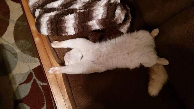 Коты и кошки, которые могут заснуть где угодно