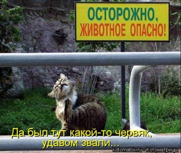 Кошкоматрицы.