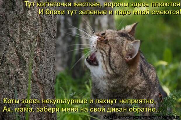 Лучшие котоматрицы недели