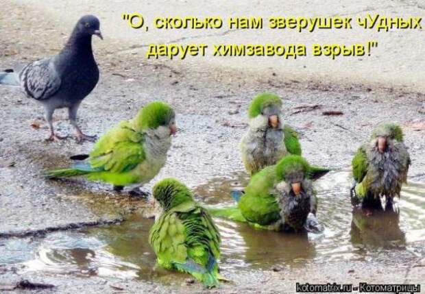 Котоматрицы(картинки с надписями)