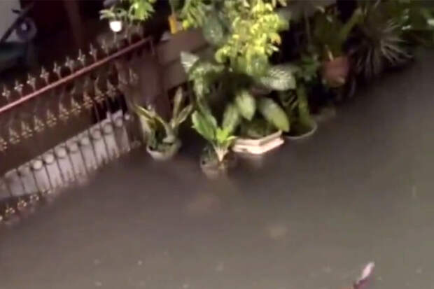 Times of India: плывущие по улицам Бали после наводнения змеи попали на видео