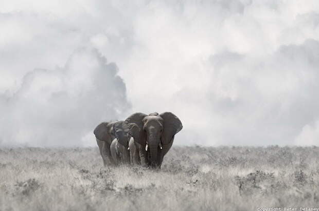 Африканские слоны в фотографиях Peter Delaney