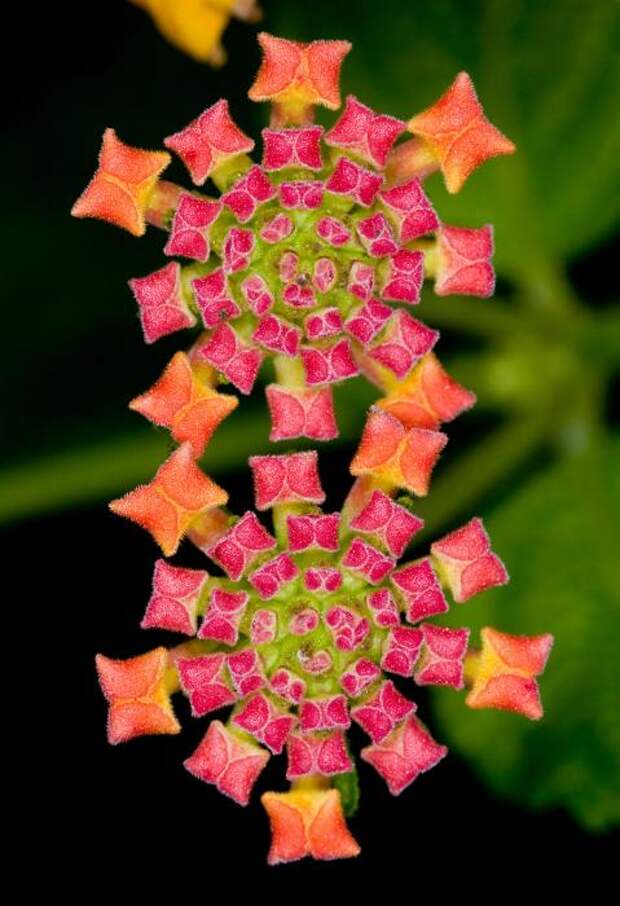 Геометрия в природе – 15 завораживающих взгляд растений