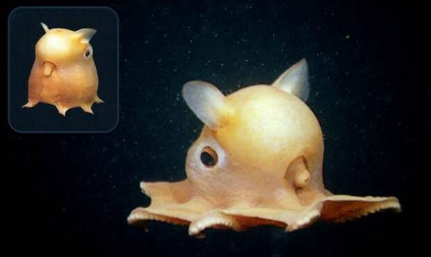 Факты - Дамбо - Grimpoteuthis Факты - Дамбо - Grimpoteuthis