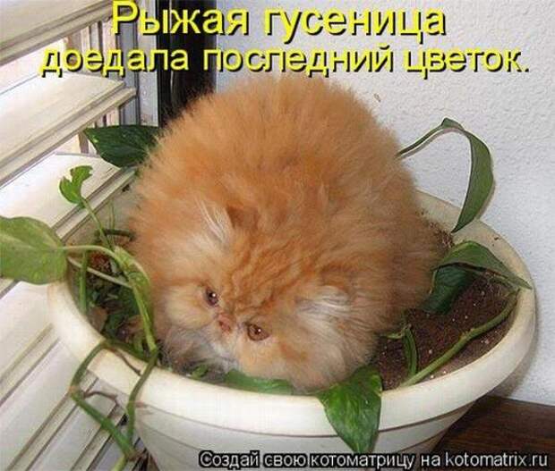 Котоматрица Котоматрица