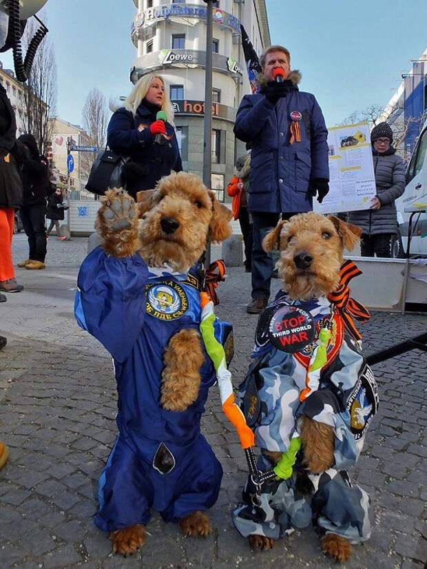 Собачки - сепаратисты Собачки - сепаратисты вежливые люди, дрессировка, животные, конфликт, ополченцы, перемога, сепаратисты, собачки, украина, фас