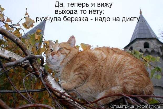 Лучшие котоматрицы недели (50 фото)