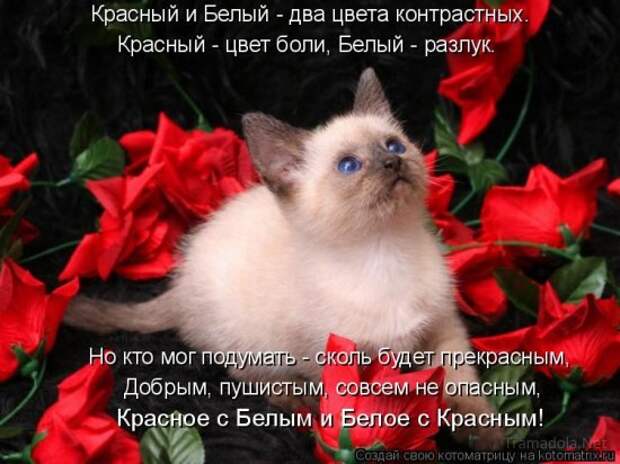 Летняя подборка Котоматриц 2010 - Выпуск 18