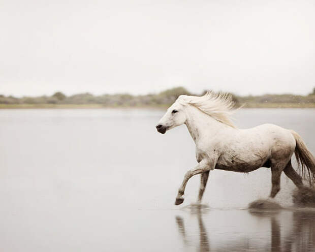 White Horse Photograph - Camargue Horse Running Through Water, Equestrian, Minimal, Modern Nature Photograph, Animal - Born to Run