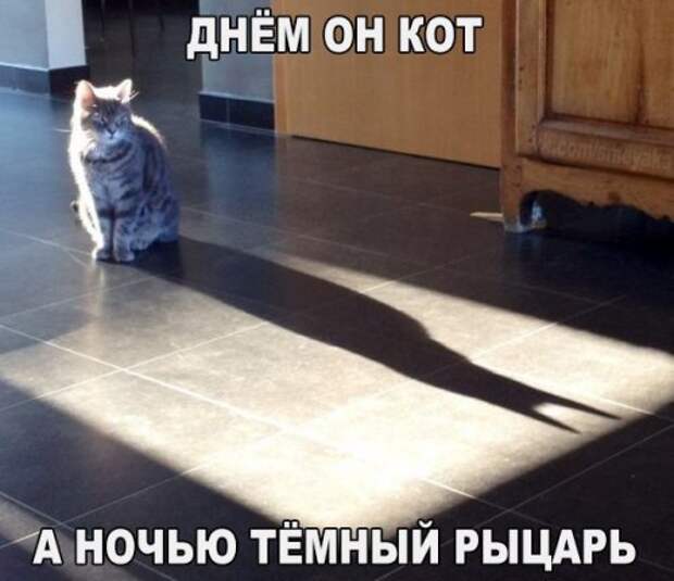 Прикольные фотомемы (36 шт)