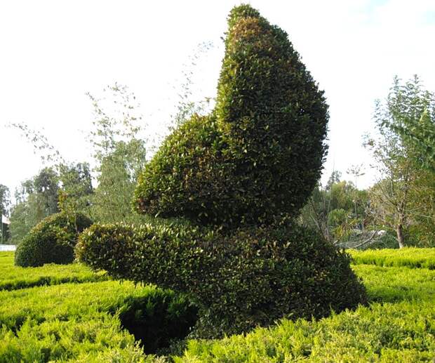 Куст 