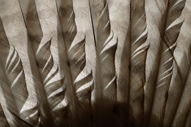 фотографии животных