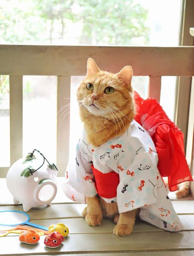 коты в кимоно, Япония