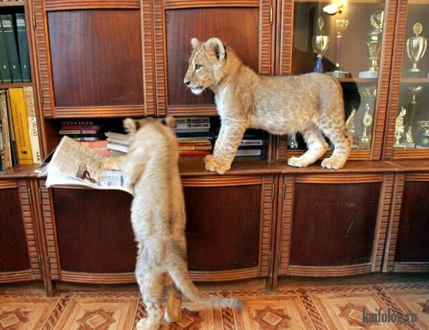 Необычные домашние животные (55 фото) Необычные домашние животные (55 фото)