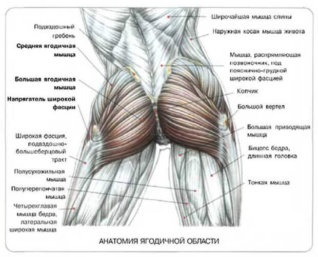 Приседания — отличный способ поддерживать ноги, бедра и попу в хорошей форме. Не требующее никаких дополнительных приспособлений и много пространства — оно становится универсально разминкой, которую можно выполнить в любом месте!