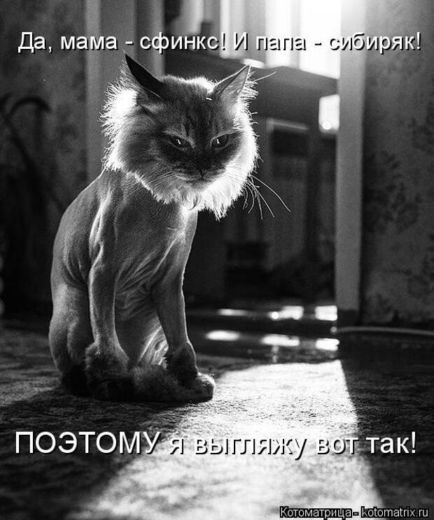 Котоматрица: Да, мама - сфинкс! И папа - сибиряк! ПОЭТОМУ я выгляжу вот так!